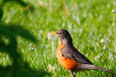 Amerikalı Robin (Turdus göçmeni) Kuşlar
