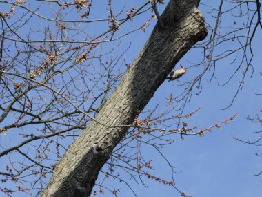 Ağaçta kırmızı karınlı ağaçkakan (Melanerpes carolinus)