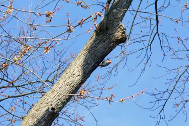Ağaçta kırmızı karınlı ağaçkakan (Melanerpes carolinus)