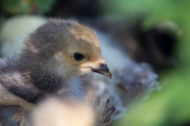 Banliyö Ortamı 'nda Arka Bahçe Tavukları