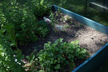 Banliyö Ortamı 'nda Arka Bahçe Tavukları