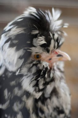 Tavukları Kafeste Göster