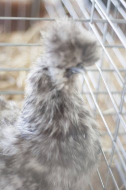 Tavukları Kafeste Göster