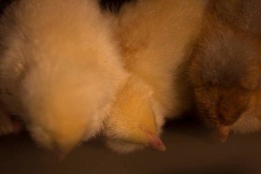 Genç Piliçler Bir Kutuda Sarıldı