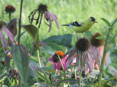 Amerikan Goldfinch (Spinus tristis) konfeksiyon çiçekleri üzerine