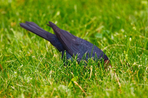 Vedute Cowbird Dalla Testa Marrone — Foto Stock