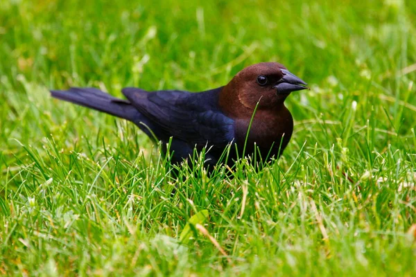 Απόψεις Ενός Καστανοκέφαλου Cowbird — Φωτογραφία Αρχείου