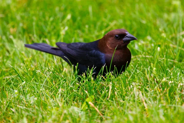 Vedute Cowbird Dalla Testa Marrone — Foto Stock