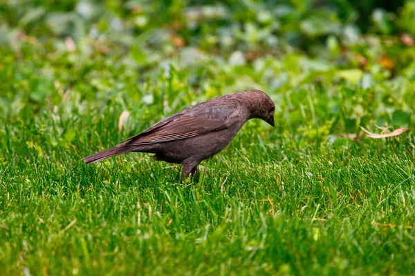 Utsikt Över Brunhårig Cowbird — Stockfoto