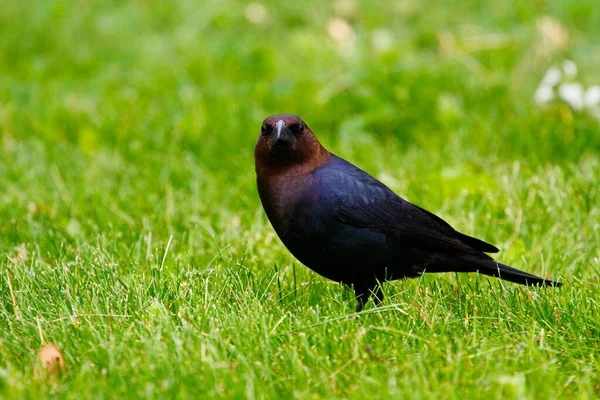 Utsikt Över Brunhårig Cowbird — Stockfoto