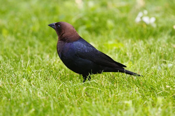 Vedute Cowbird Dalla Testa Marrone — Foto Stock