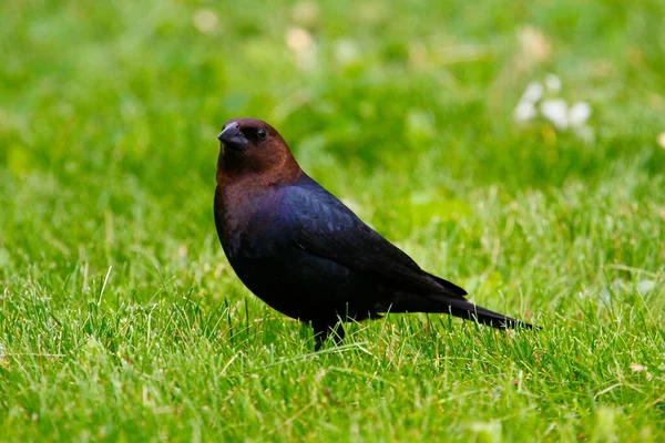 Απόψεις Ενός Καστανοκέφαλου Cowbird — Φωτογραφία Αρχείου