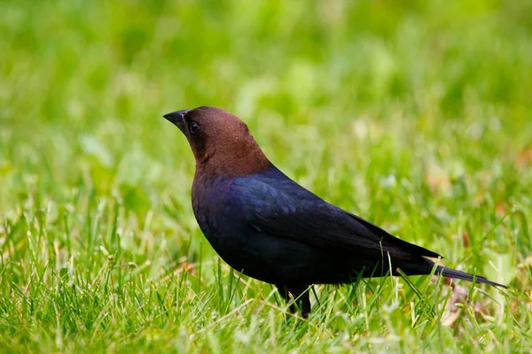 Απόψεις Ενός Καστανοκέφαλου Cowbird — Φωτογραφία Αρχείου