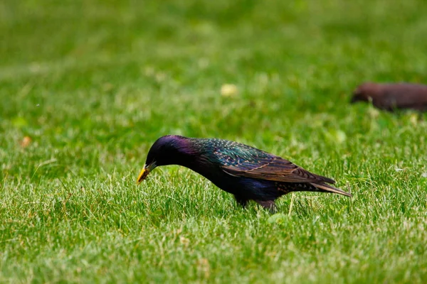 Vista Starling Comum — Fotografia de Stock