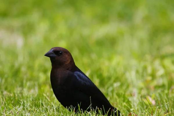 Απόψεις Ενός Καστανοκέφαλου Cowbird — Φωτογραφία Αρχείου