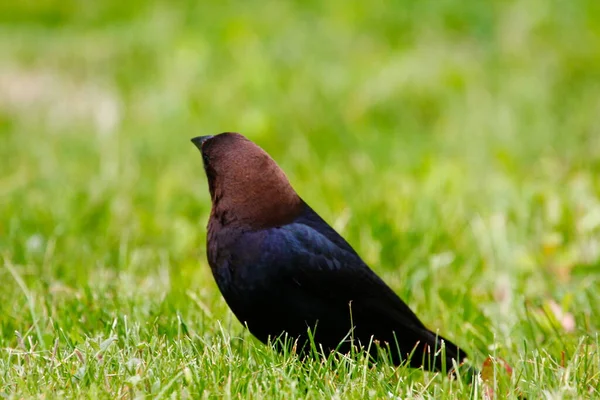 Utsikt Över Brunhårig Cowbird — Stockfoto