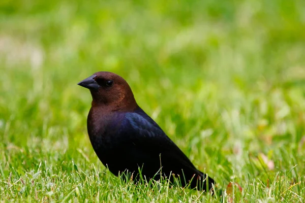 Απόψεις Ενός Καστανοκέφαλου Cowbird — Φωτογραφία Αρχείου