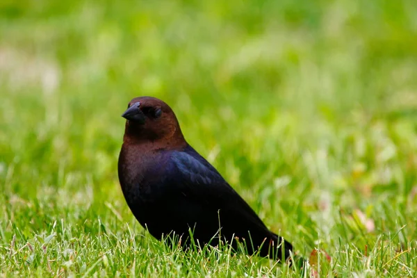 Απόψεις Ενός Καστανοκέφαλου Cowbird — Φωτογραφία Αρχείου