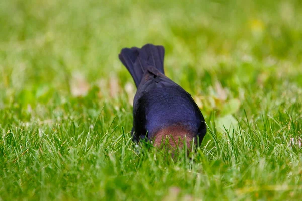 Ansichten Eines Braunköpfigen Cowvogels — Stockfoto