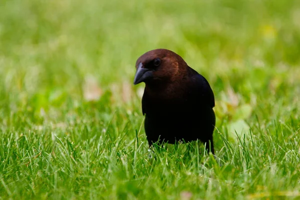 Απόψεις Ενός Καστανοκέφαλου Cowbird — Φωτογραφία Αρχείου