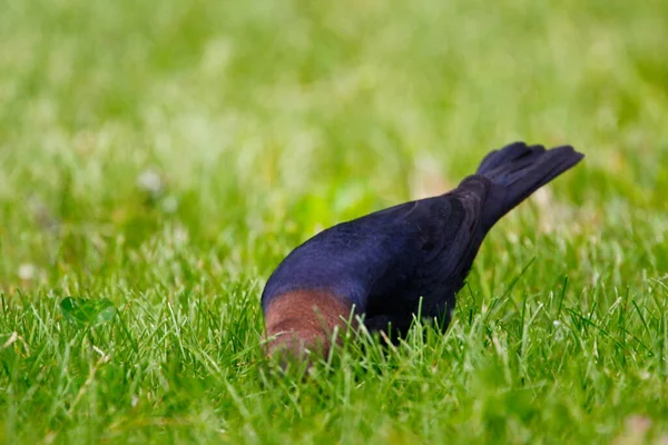 Ansichten Eines Braunköpfigen Cowvogels — Stockfoto