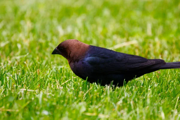 Vistas Cowbird Cabeça Castanha — Fotografia de Stock