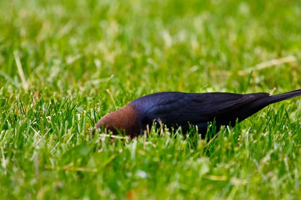 Απόψεις Ενός Καστανοκέφαλου Cowbird — Φωτογραφία Αρχείου