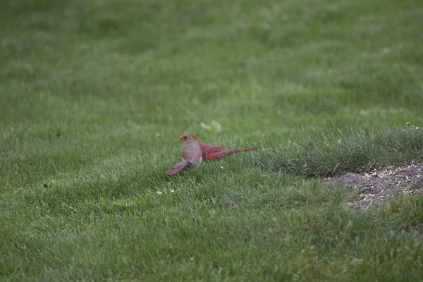 Cardenal Del Norte Cardinalis Cardinalis Aves —  Fotos de Stock