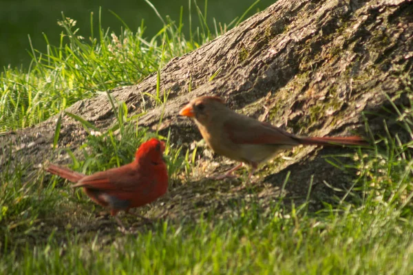 Cardinale Del Nord Cardinalis Cardinalis Uccelli — Foto Stock