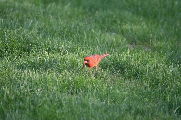 Nordkardinal Cardinalis Cardinalis Vögel — Stockfoto