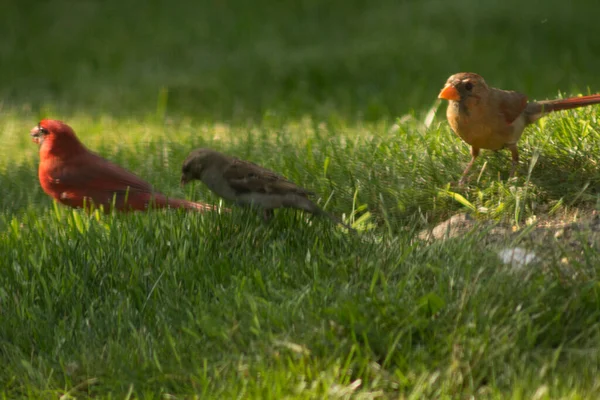 Cardinale Del Nord Cardinalis Cardinalis Uccelli — Foto Stock