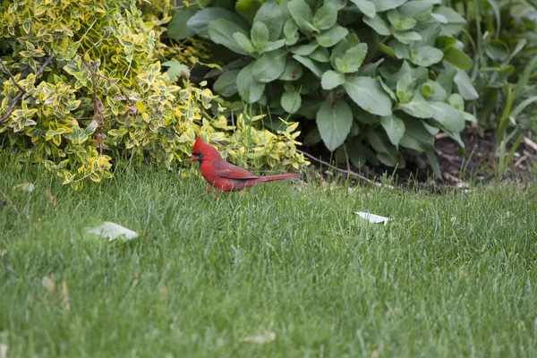 Cardeal Norte Cardinalis Cardinalis Aves — Fotografia de Stock