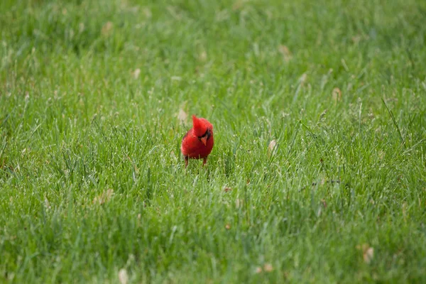 Northern Cardinal Cardinalis Cardinalis Birds — Stock Photo, Image