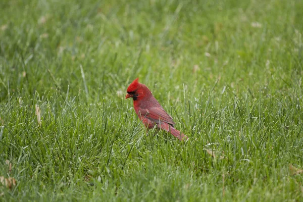 Nordkardinal Cardinalis Cardinalis Vögel — Stockfoto