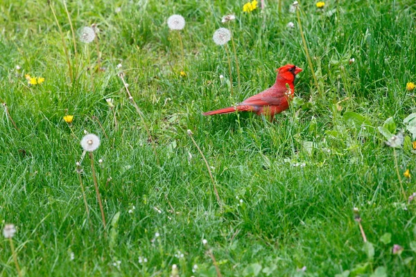 Kuzey Kardinali Cardinalis Cardinalis Kuşlar — Stok fotoğraf