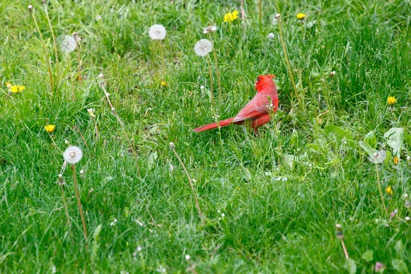 Cardeal Norte Cardinalis Cardinalis Aves — Fotografia de Stock