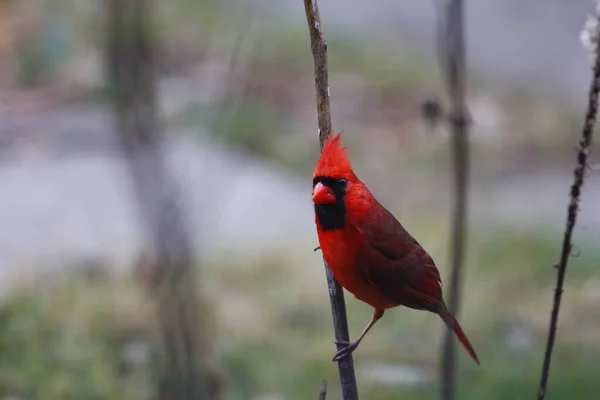 Cardenal Del Norte Cardinalis Cardinalis Aves —  Fotos de Stock