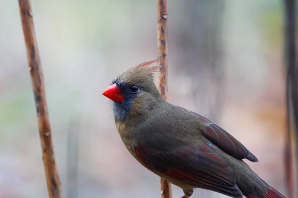 Cardinal Nord Cardinalis Cardinalis Oiseaux — Photo