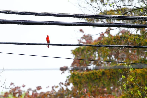 Nordkardinal Cardinalis Cardinalis — Stockfoto