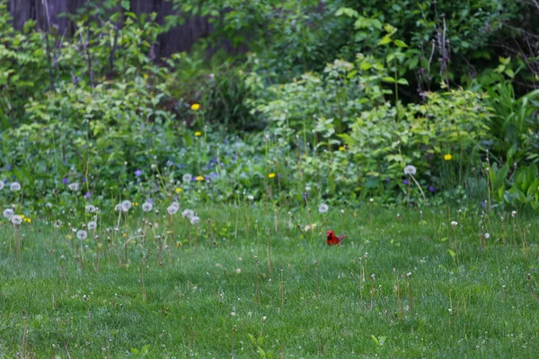 Northern Cardinal Cardinalis Cardinalis Birds — Stock Photo, Image