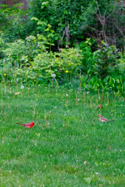 Kardynał Północny Cardinalis Cardinalis Ptaki — Zdjęcie stockowe