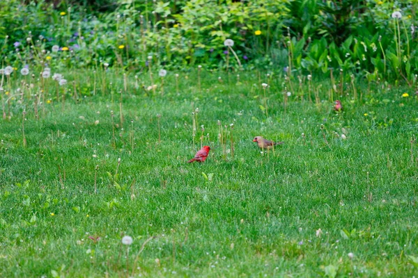 Kuzey Kardinali Cardinalis Cardinalis Kuşlar — Stok fotoğraf