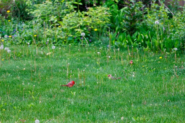 Kuzey Kardinali Cardinalis Cardinalis Kuşlar — Stok fotoğraf