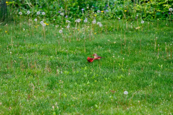 Cardenal Del Norte Cardinalis Cardinalis Aves — Foto de Stock