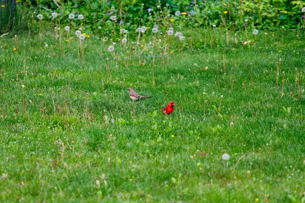 Cardenal Del Norte Cardinalis Cardinalis Aves — Foto de Stock