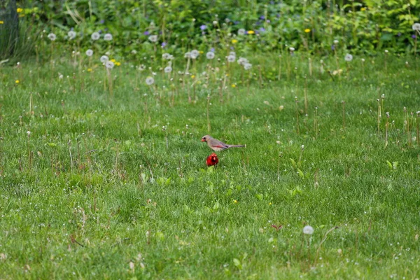 Kuzey Kardinali Cardinalis Cardinalis Kuşlar — Stok fotoğraf