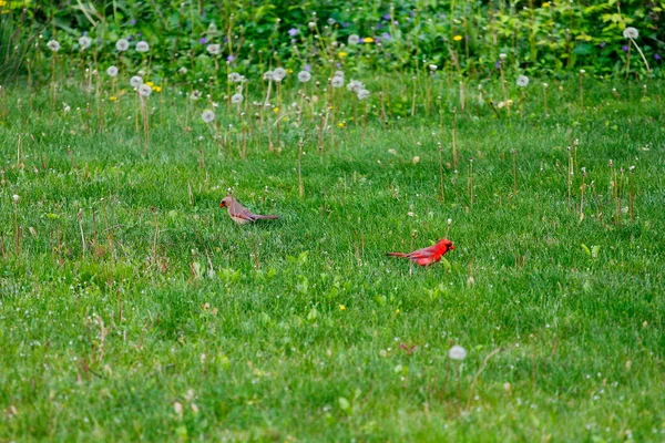 Cardinale Del Nord Cardinalis Cardinalis Uccelli — Foto Stock