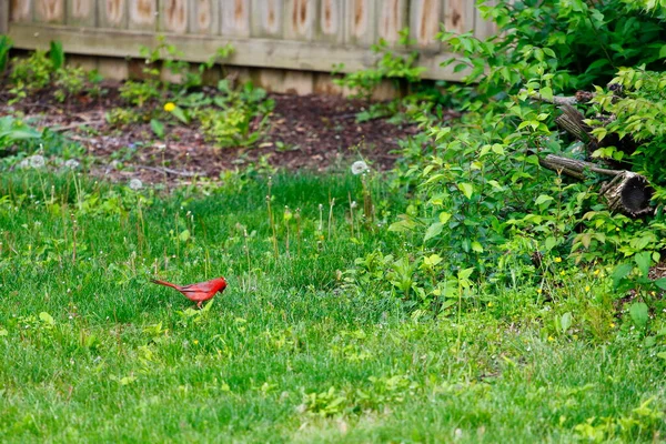 Northern Cardinal Cardinalis Cardinalis Birds — Stock Photo, Image