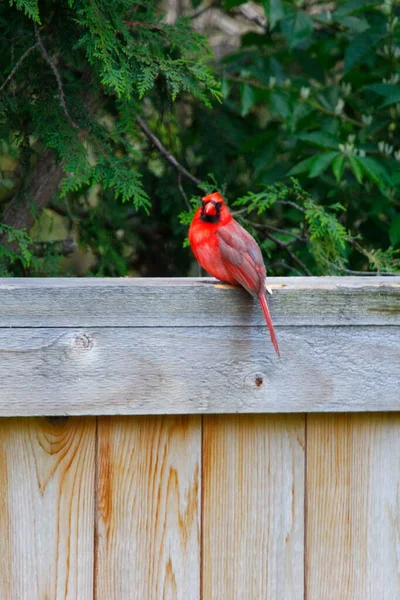 Northern Cardinal Cardinalis Cardinalis Birds — Stock Photo, Image