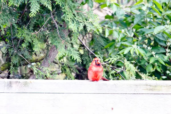 Nordkardinal Cardinalis Cardinalis Vögel — Stockfoto